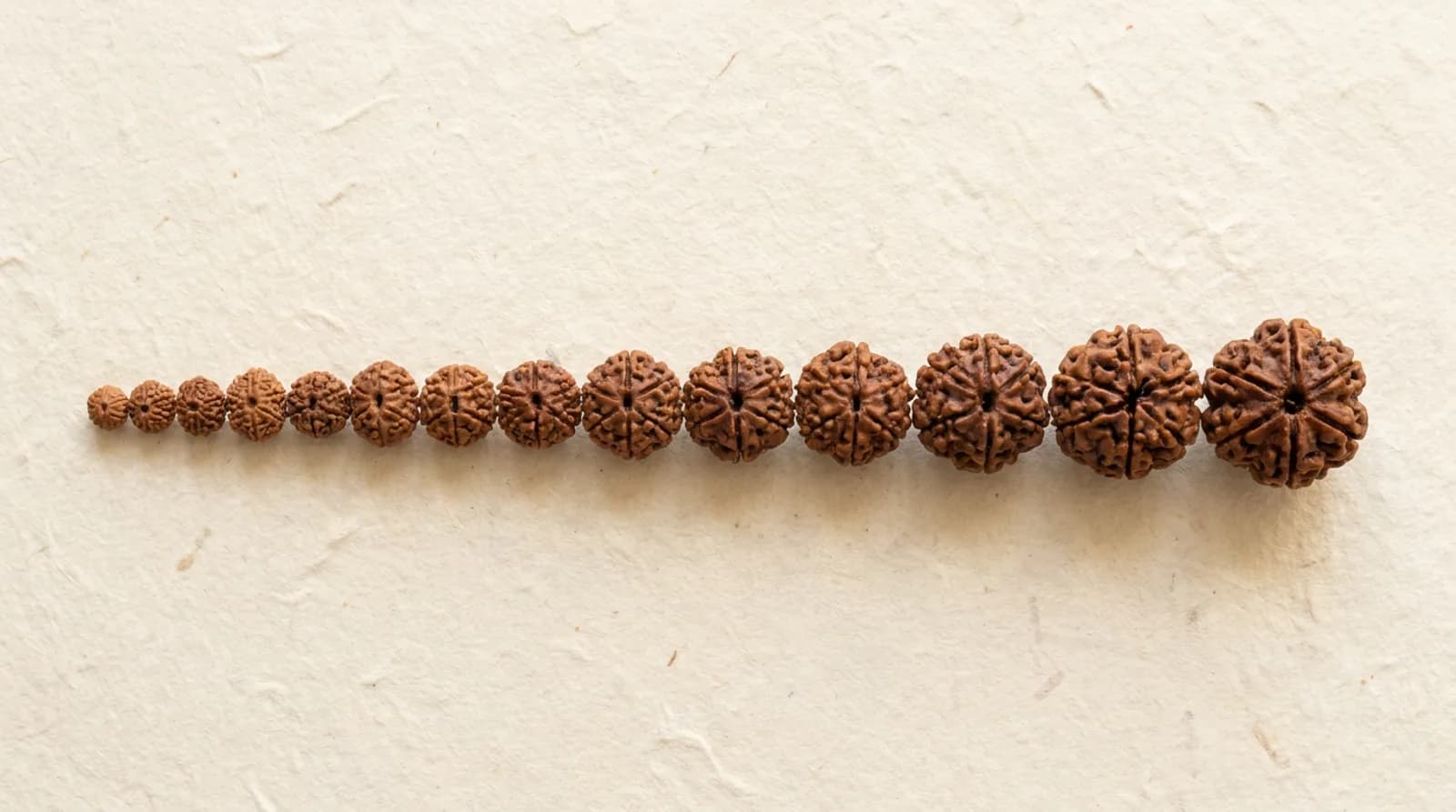 Rudraksha beads of several mukhi types laid out on a wooden tray beside a brass diya