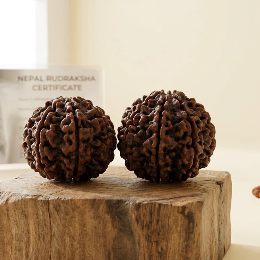 Nepali Rudraksha Bead (5 Mukhi Panchmukhi / 7 Mukhi Saptamukhi) — Original Arun Valley Elaeocarpus Seed, Single Lab-Certified Bead, Jaipur